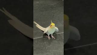 Cocktail birds taking sound and song cocktail birds taking song sound viralvideo viralshort [upl. by Notnil]