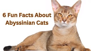 6 Purrfectly Fun Facts about Abyssinian Cats [upl. by Courtney]