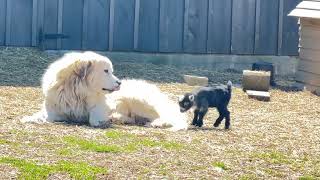 Adventures of a baby Pygmy goat running jumping and playing [upl. by Lauraine]