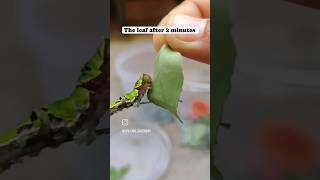 caterpillar leaves garden butterfly titli [upl. by Ziul]