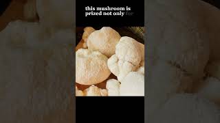 Lion’s Mane Mushroom BrainBoosting Benefits and More functionalmushrooms mushrooms [upl. by Cob]