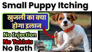 Puppy Itching Problem Solution 👌Itching Puppy Treatment 👍 puppy ko khujli ho to kya kare [upl. by Hauhsoj]