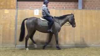 Cassini IICaretino gelding  2009 for sale [upl. by Blase]