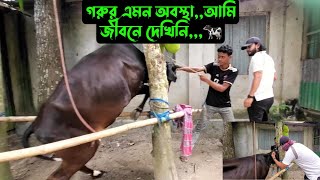 গরুর এমন অবস্থাআমি জীবনে দেখিনি🐄 [upl. by Siednarb]