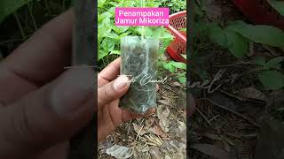 Beginilah Penampakan Jamur Mikoriza Pada Akar Cabe Rawit [upl. by Dylan890]