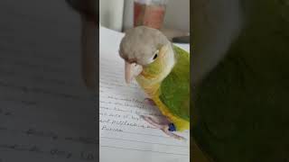 My birb ate my homework [upl. by Leelahk]