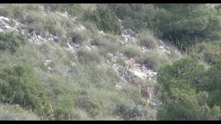 Caza de arruí en VélezBlanco Almería [upl. by Elissa]