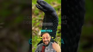 Poderes que as cobras tem [upl. by Haldi]