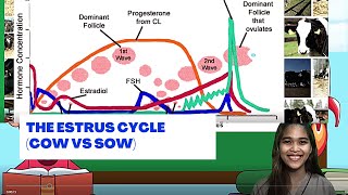 VET ENDO  The Estrus Cycle Cow vs Sow  Student Output [upl. by Nitnerb]