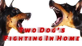 Trainers Advice On Two Dog’s Fighting In The Home [upl. by Imre]