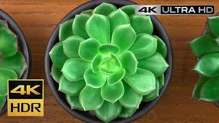 4K DEMO  Samsung Demo QLED Q Color RGB HDR  OLED Demo 60FPS [upl. by Susanne183]