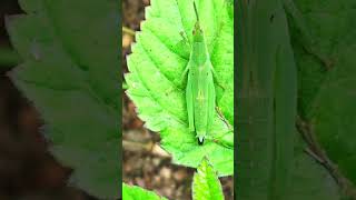 Grasshopper pooping and KICKS ITS POOP [upl. by Meir]