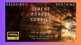 Sleep fast 3 hour quotSerene Forest Sunrisequot Fades to Black Insomnia Relief Stress relief [upl. by Mariken114]