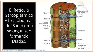 El Retículo Sarcoplásmico Cardíaco [upl. by Cyrus]