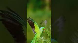 L’oiseau vert 🤢 qui chante song birds nature [upl. by Oluap700]