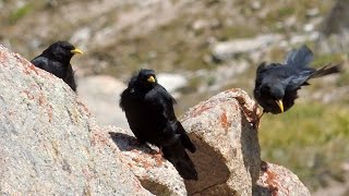 Yellowbilled Chough  Альпийская галка  Pyrrhocorax graculus [upl. by Corrie]