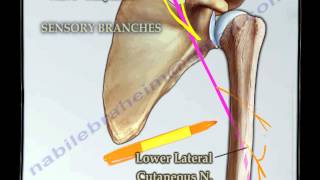 Course Of The Radial Nerve Simplified  Everything You Need To Know  Dr Nabil Ebraheim [upl. by Cheyne]