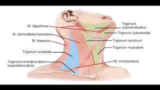 Boyun Üçgenleri [upl. by Ativet]