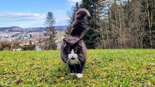 Norwegian Forest Cat In and out of the Forest with Odin [upl. by Anirazc463]