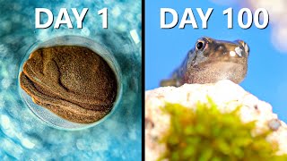 Raising Frogs for 100 Days [upl. by Asseral]