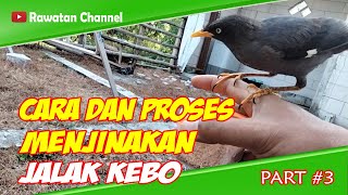 Cara dan Proses Menjinakan Jalak Kebo  Jinak Total  Part 3 [upl. by Pressey30]