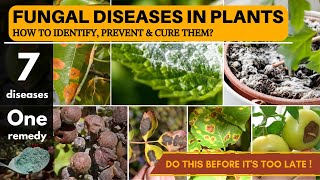 7 Fungal Diseases in Plants  One Fungicide to CURE them All [upl. by Zelma]