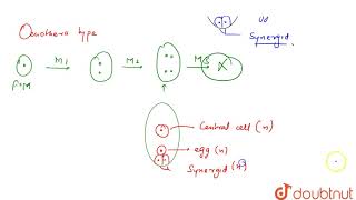 The Oenothera type embryo sac lacks [upl. by Essila]