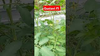 Tomato gustavi f1 7 [upl. by Ardnosak]