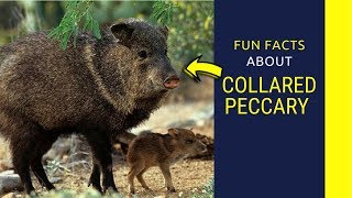 Collared Peccary facts javelina animal sound adaptations and attack information [upl. by Emelun609]