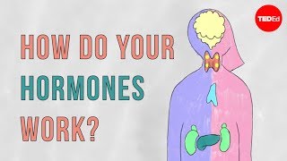 How do your hormones work  Emma Bryce [upl. by Lupiv]