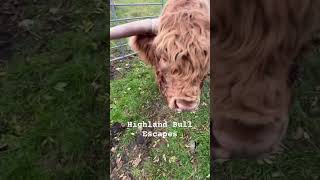 Highland Bull escapes cattle bull highlandcow [upl. by Aliekat]