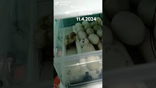 Newly hatched chicks 1142024 [upl. by Suoirtemed]