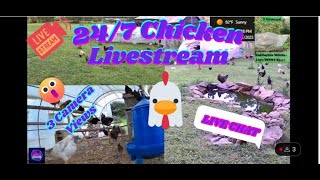 247 Ducks amp Chickens Live Stream amp Chat Koi Pond Dog amp Cat TVNovember [upl. by Nanek]