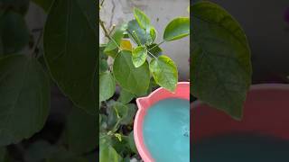 🌱how to make ur plant healthy and fungus free 🌺homegarding 🏡🧑‍🌾🌺🥰ytshots viralshorts [upl. by Ahsiet828]