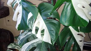 😻 Repotting Variegated Monstera Albo Borsigiana kattzkorner🐾 variegatedmonsteraalbo plantmom [upl. by Anifares725]