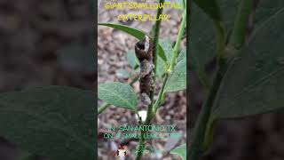 This Caterpillar Looks Like Poop PetraVoice shorts birdpoop caterpillar butterfly snakehead [upl. by Tterb]