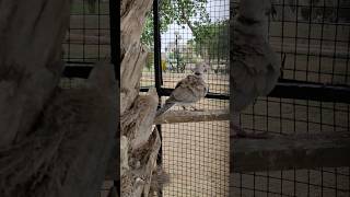 ringnecked Dove  Eurasian CollaredDove shorts [upl. by Zischke153]