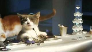 Les chatons Telecom pub Bouygues [upl. by Hammel493]