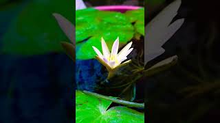 Water Lily 🪴✨terrace gardening waterlily flowers plants garden flower viralvideo video [upl. by Renard]