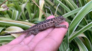 Lagarto espinoso juvenil sceloporus spinosus [upl. by Ricker]