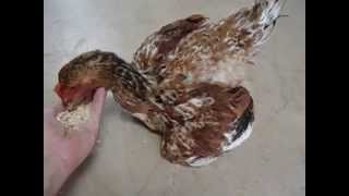 Mareks Disease in free range chicken [upl. by Kragh]