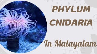 PHYLUM COELENTRATA CNIDARIA  GENERAL CHARACTER  MALAYALAM [upl. by Suilmann]