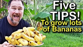 5 Tips How to Grow a Ton of Bananas in the Backyard [upl. by Liamsi]