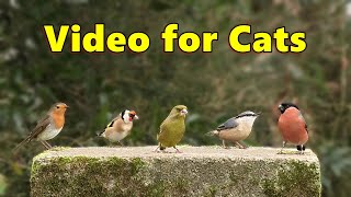 Videos for Cats to Watch  Cat TV   Birds in England ⭐ 8 HOURS ⭐ [upl. by Atalaya]