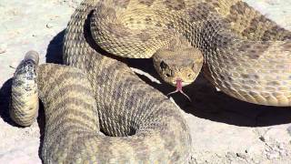 HUGE RATTLE SNAKE [upl. by Annahsit332]