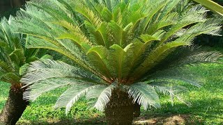 How To Grow And Care Kangi Palm  Cycas Tree Best Fertilizer Indoor or Outdoor Plant [upl. by Lednew]