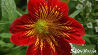 Сальпиглоссис Salpiglossis [upl. by Carey]