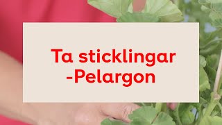 Ta sticklingar Pelargon  så lyckas du [upl. by Neddra]