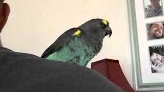 Meyers parrot laughing [upl. by Montagna]