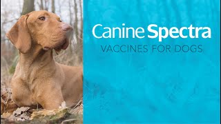 DIY Pet Vaccination Easy amp Affordable Home Protection with Canine Spectra® [upl. by Oak512]